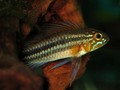 A Bitaeniata TEFE 24