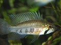 A. Gibbiceps 01