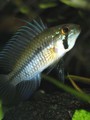 A. Gibbiceps 04