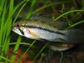 A. Gibbiceps 06