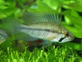 A. Gibbiceps 07
