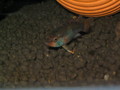 IMG 0117