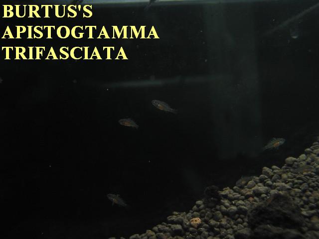 9888786.Tu2