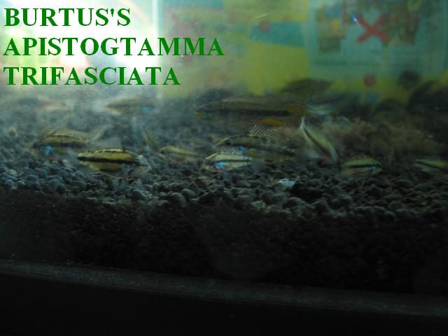 9888915.TuGP3