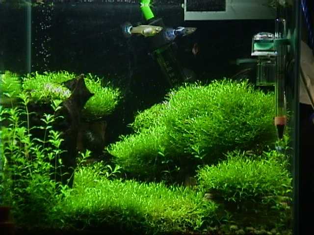 2001 layout