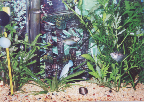 newfish4