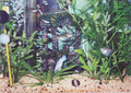 newfish4