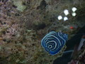 DSCF0092