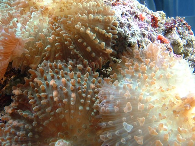 Dscf0005