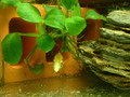 fish0008