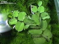 小葉槐葉蘋