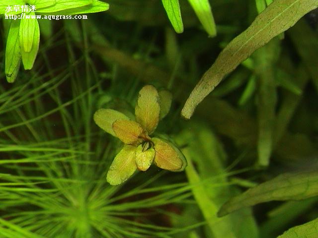 紅色小圓葉