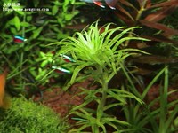 虎斑太陽