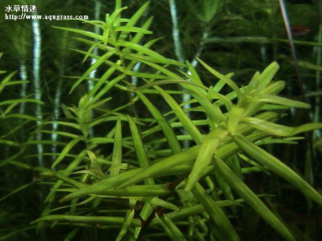 牛頓草