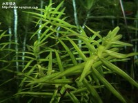 牛頓草