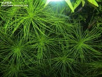 大細葉太陽