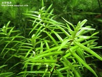 牛頓草