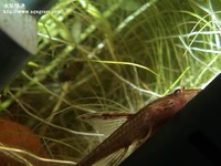 紅直昇機異形