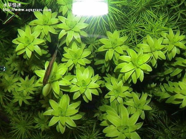 寬葉太陽