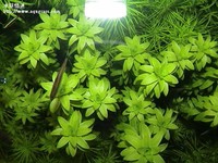 寬葉太陽
