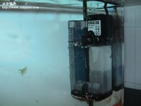 短鯛繁殖缸