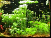 太陽草群