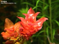 紅蝴蝶