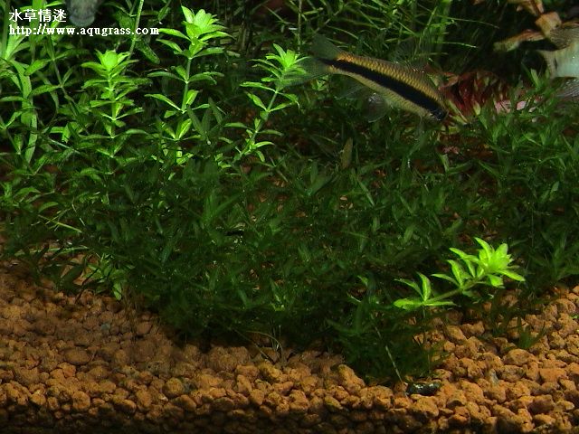 翡翠珍珠