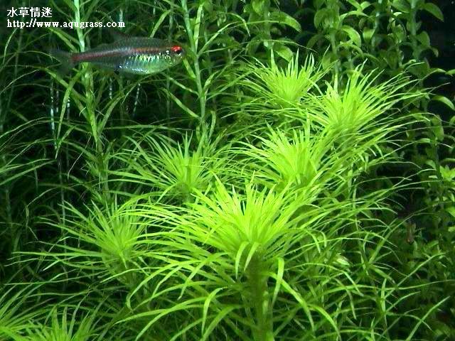 菊精太陽