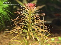 紅太陽