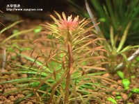 紅太陽