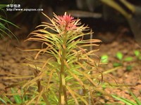 紅太陽