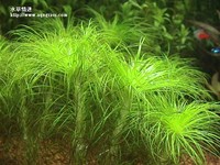 細葉太陽