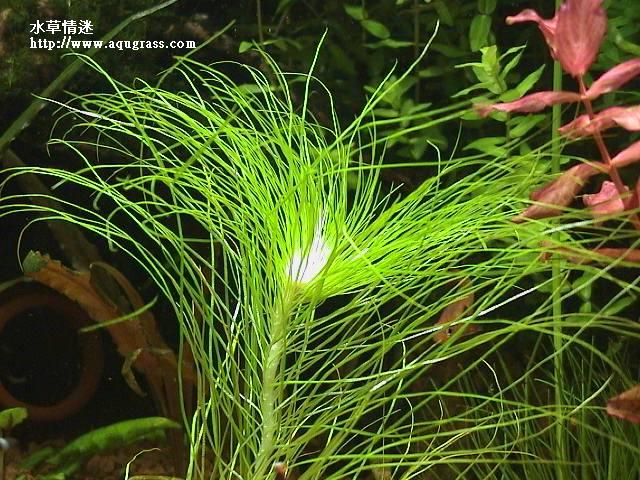 大細葉太陽