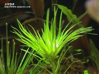 菊精太陽