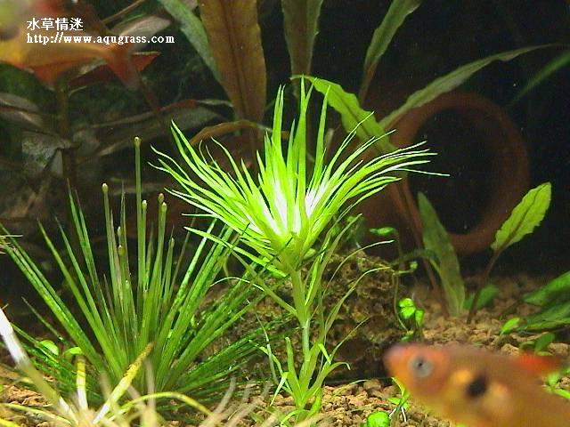 菊精太陽