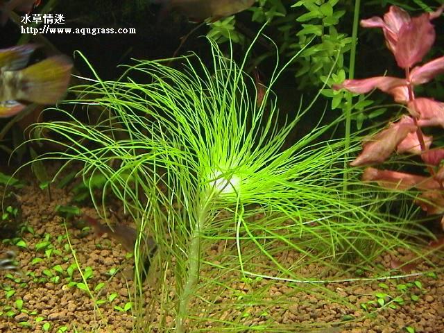 大細葉太陽
