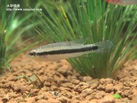 亞蓮卡藍袖母魚