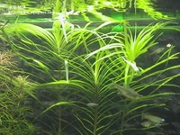 大艾克