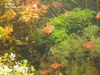 紅蝴蝶,三角莫絲