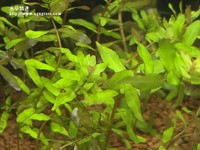 綠蝴蝶