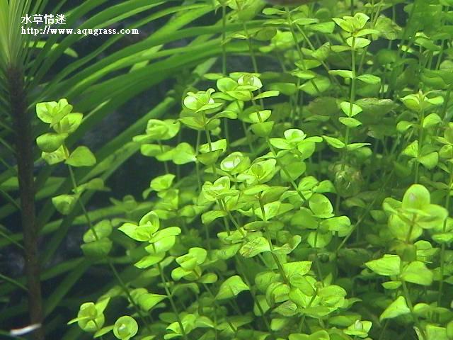 小圓葉!?