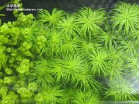小圓葉,太陽草鳥瞰圖.