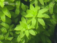 寬葉太陽