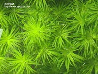 太陽