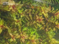 紅蝴蝶
