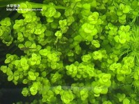 小圓葉鳥瞰