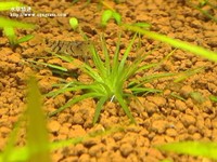 小菊精