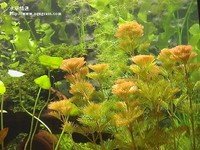 紫菊花