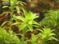 寬葉太陽